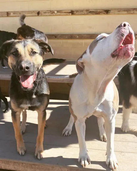 Two playful dogs smiling and howling together during supervised dog daycare social time