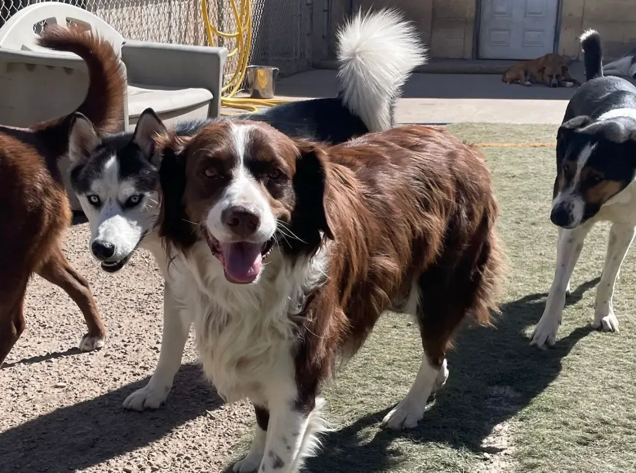 a few dogs outside at Beck 'n Call Pet Services in Albuquerque New Mexico