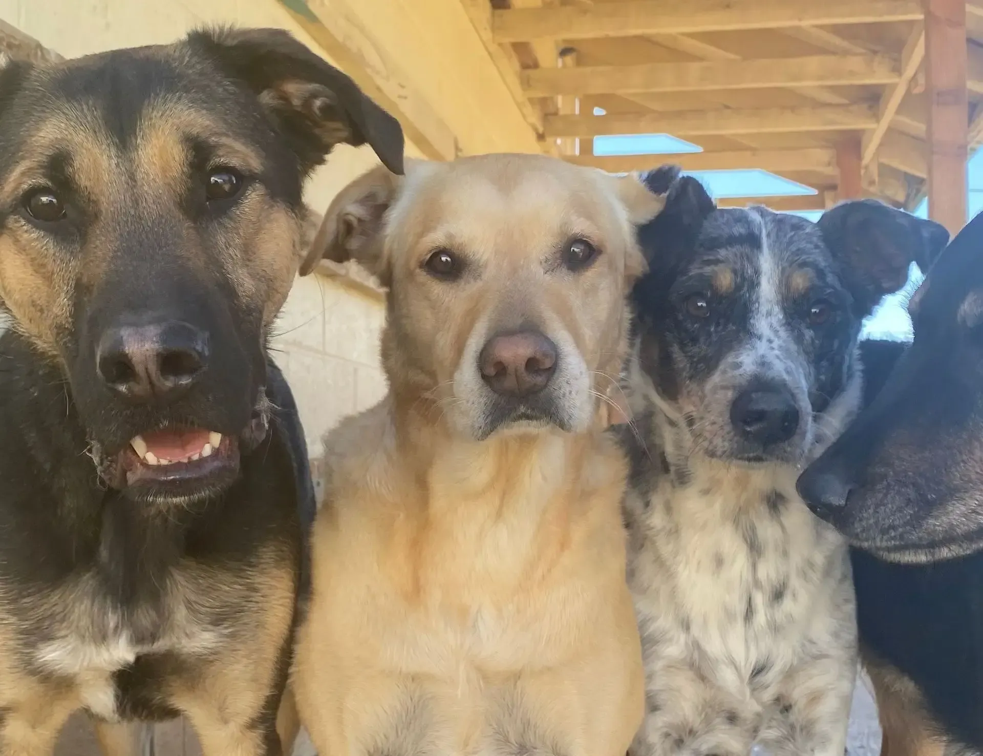 4 dogs staring at the camera at Beck 'n Call Pet Services in Albuquerque New Mexico