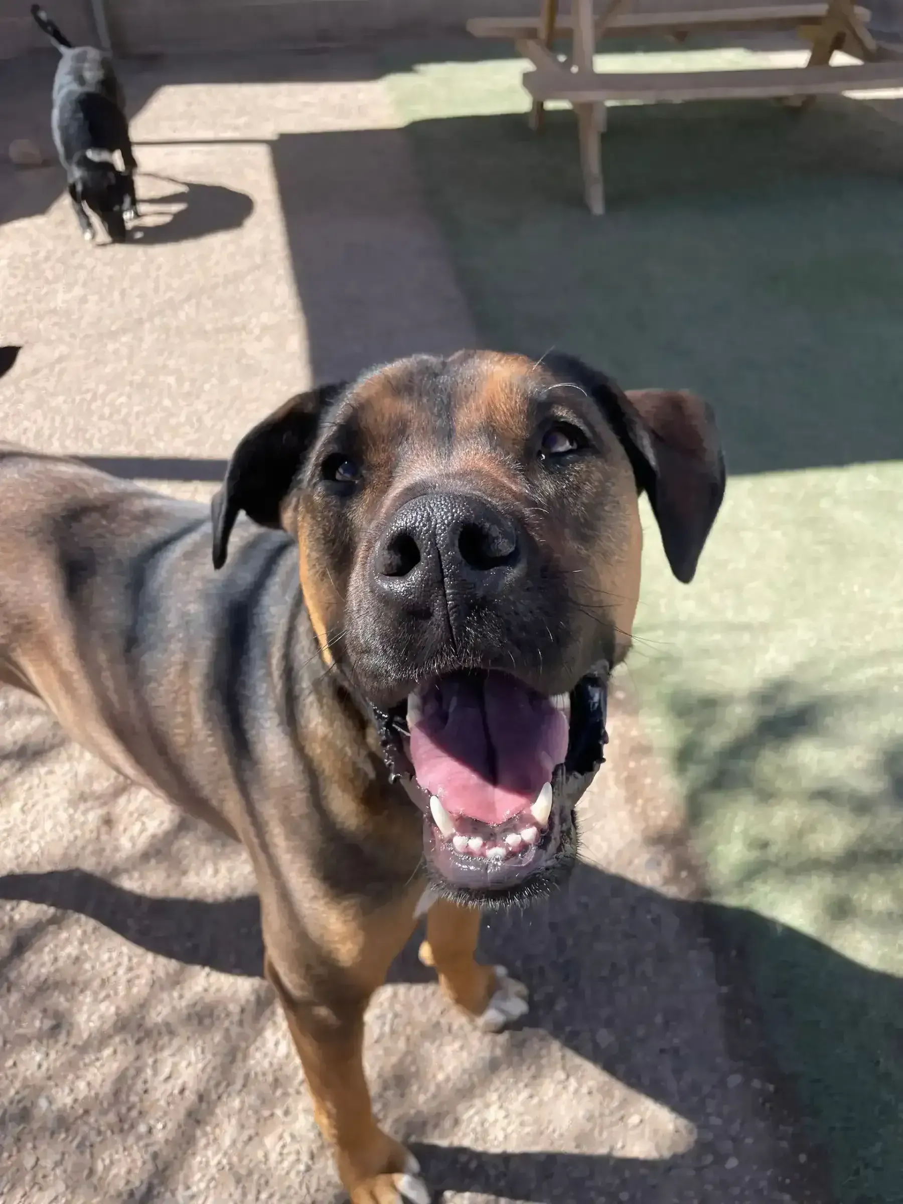 Photo of a dog at Albuquerque, New Mexico Dog Daycare Facility