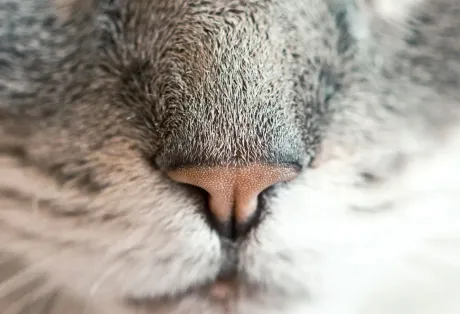 Close-up macro view of a dog’s nose showing texture and detail