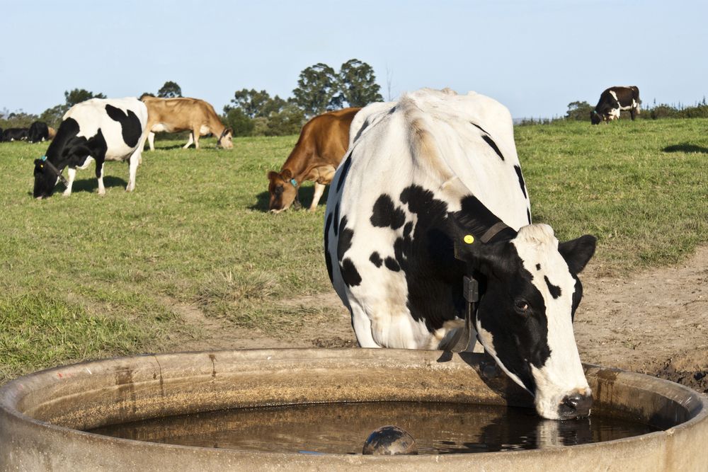 Cows Grazing in a Green Field — Water TopUps Gympie in Araluen, QLD