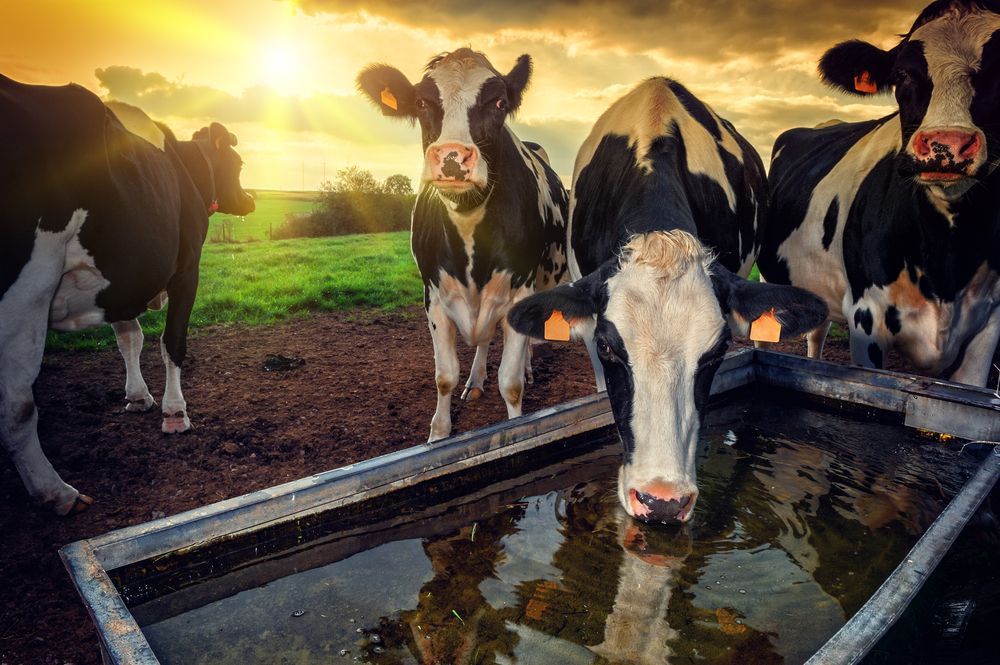 Cows Drinking Water From a Trough — Water TopUps Gympie in Pie Tamaree, QLD