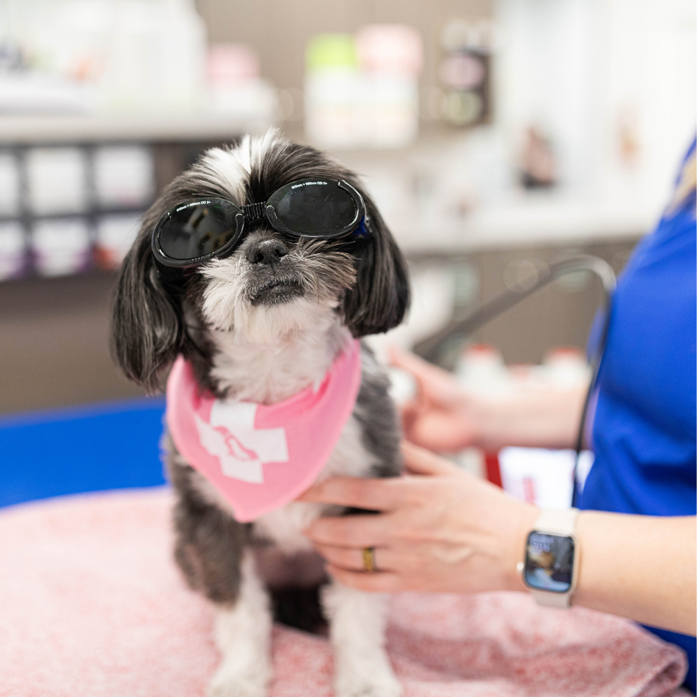 Shih Tzu wearing sunglasses and pink bandana with medical symbol, at vet's office.