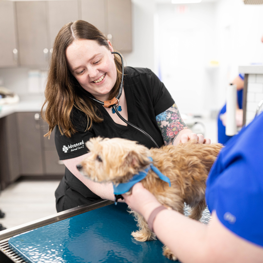 Veterinarian examining a small dog with a stethoscope in a clinic. Another person holds the dog.