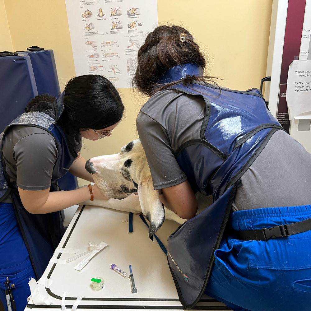 Two people in protective gear examining a goat on a table, likely in a vet clinic.