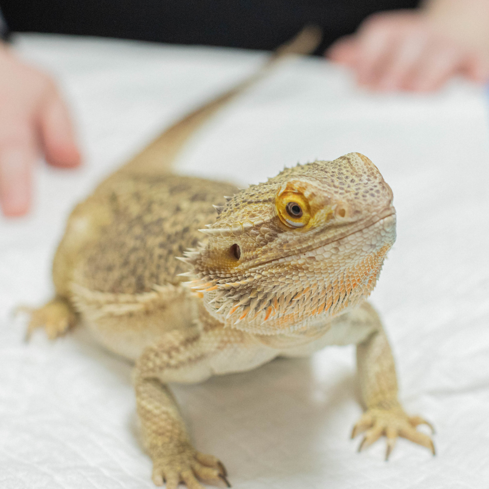 Bearded dragon on a white surface, tan with orange beard, looking toward the viewer.