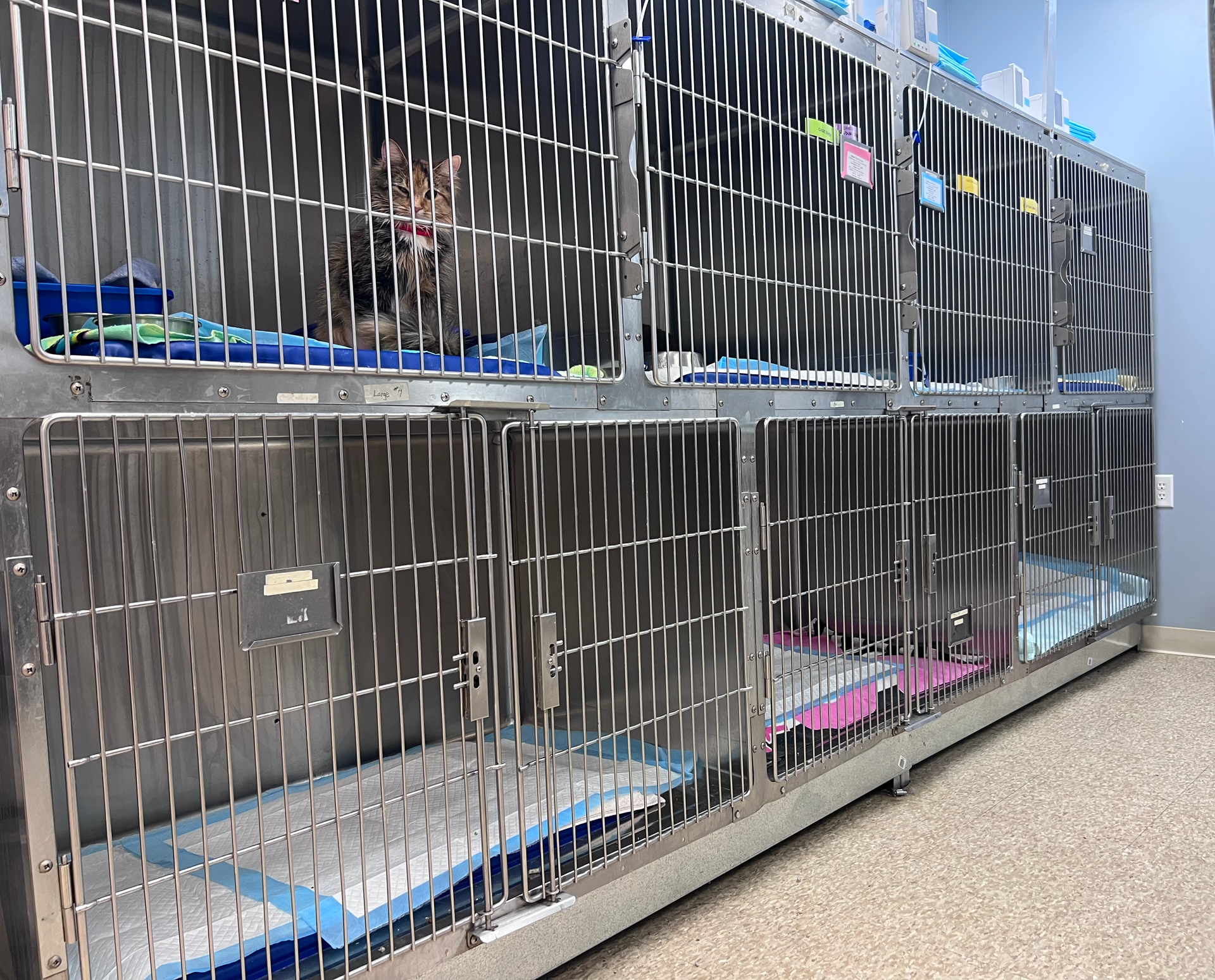 Cat in a stainless steel cage at a veterinary clinic.