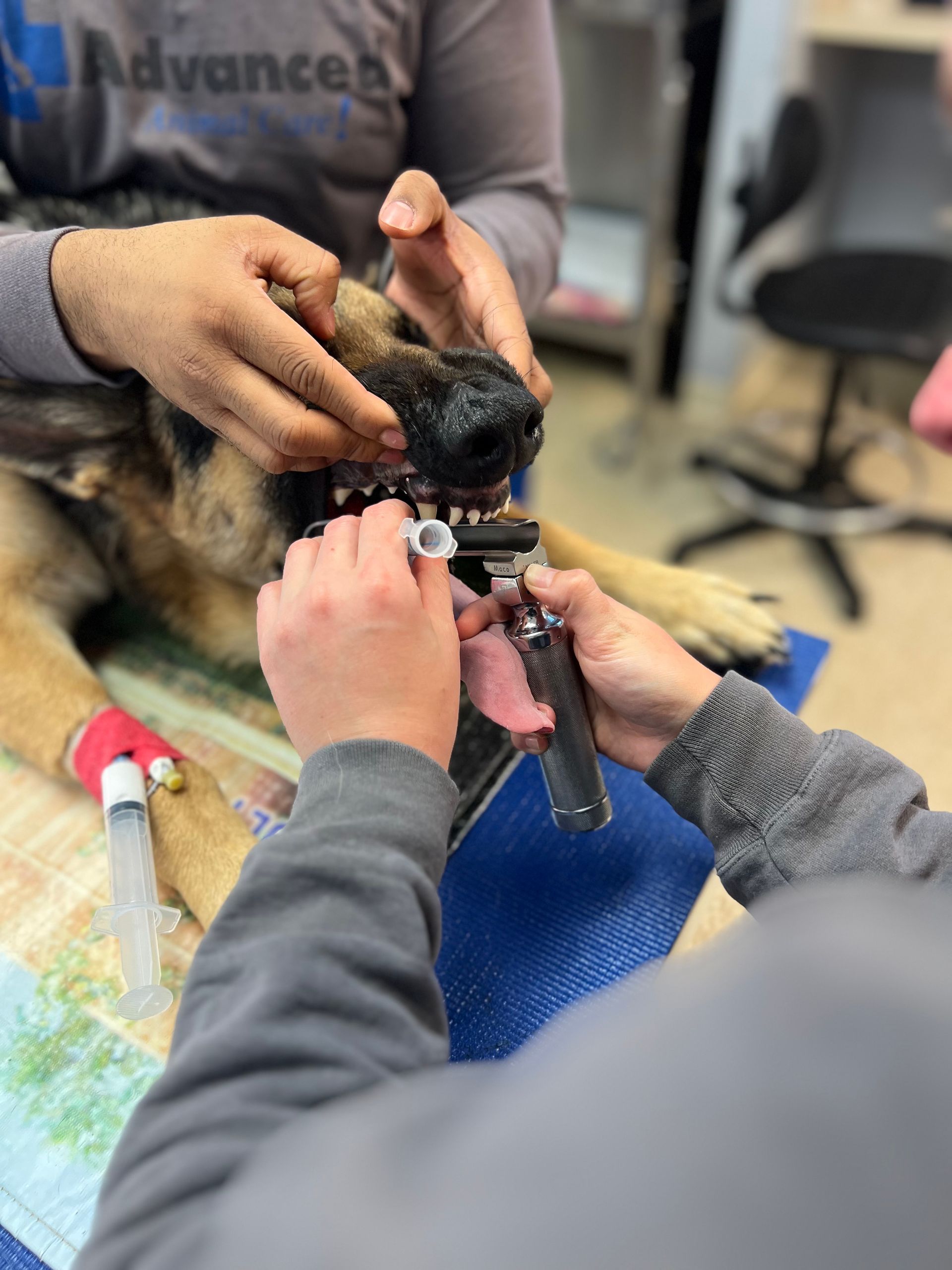 Dog having teeth examined at a vet clinic. A person holds its mouth open with tools.