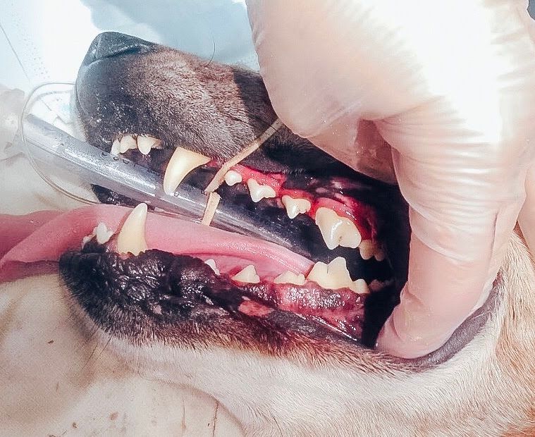 Dog's mouth open, teeth visible with red gums. Gloved hand holds a tool in the mouth.
