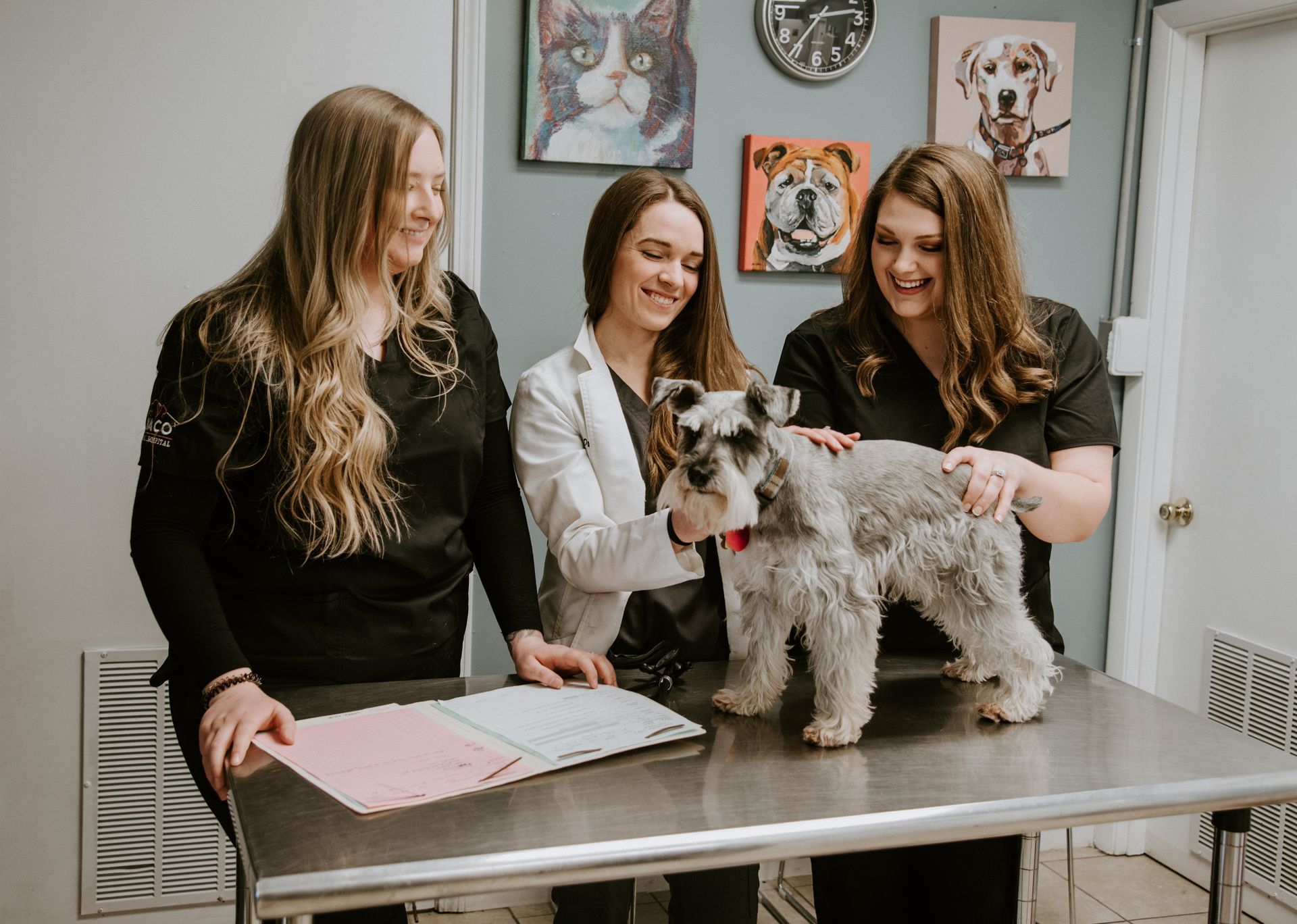 Three veterinary staff examining a small Schnauzer on a metal table, clinic interior.