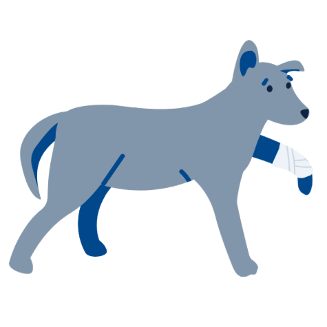 Gray dog with a bandaged front leg, walking.