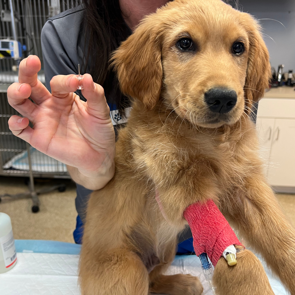 Golden retriever puppy with an IV in its paw at a vet clinic, being examined.