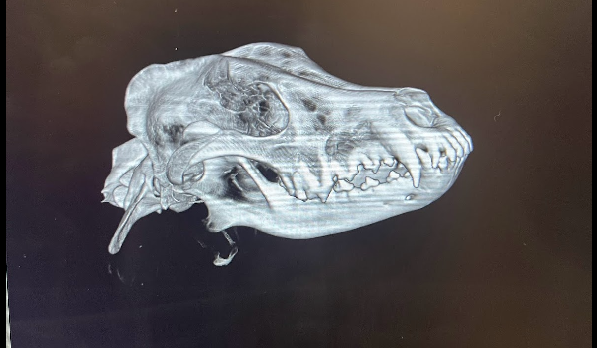3D rendering of a dog skull, showing teeth and bone structure.