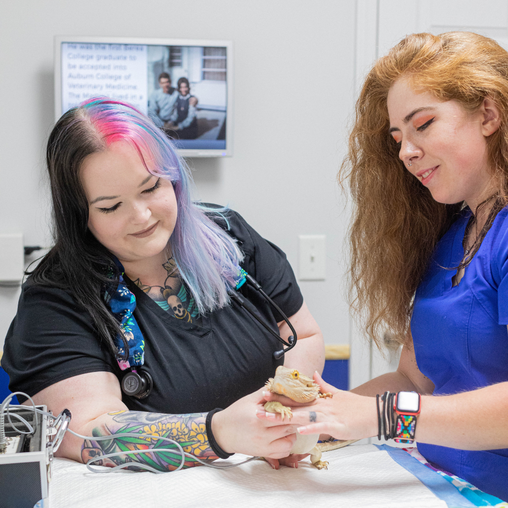 Two vet staff examining a bearded dragon in an exam room.
