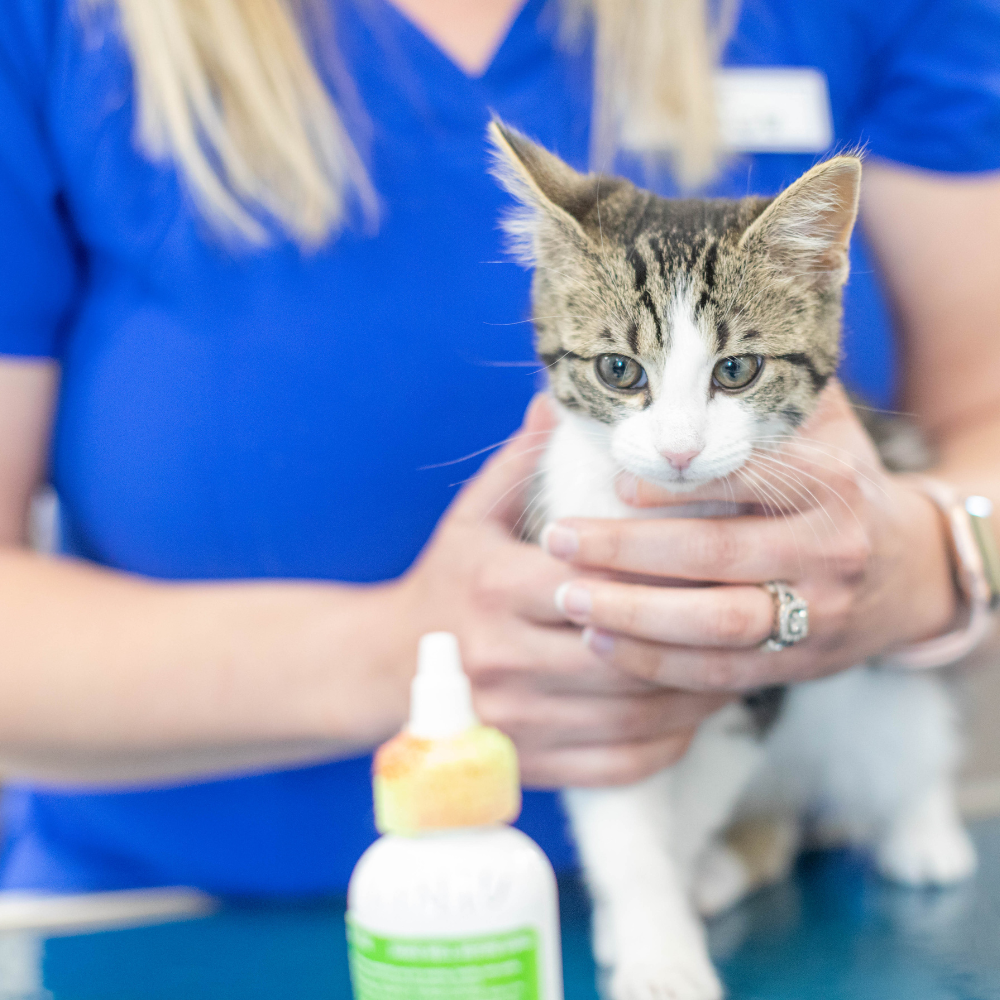 A vet holding a tabby kitten, with an ear medicine bottle on the table.