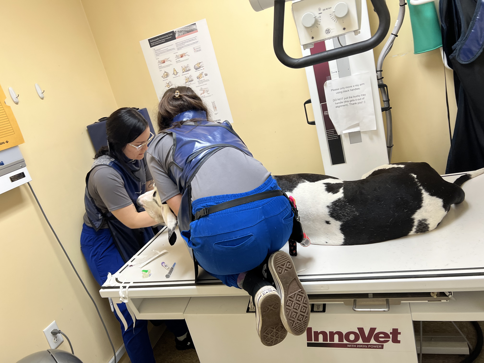 Woman in blue scrubs smiles, holding two small white dogs in a vet clinic.