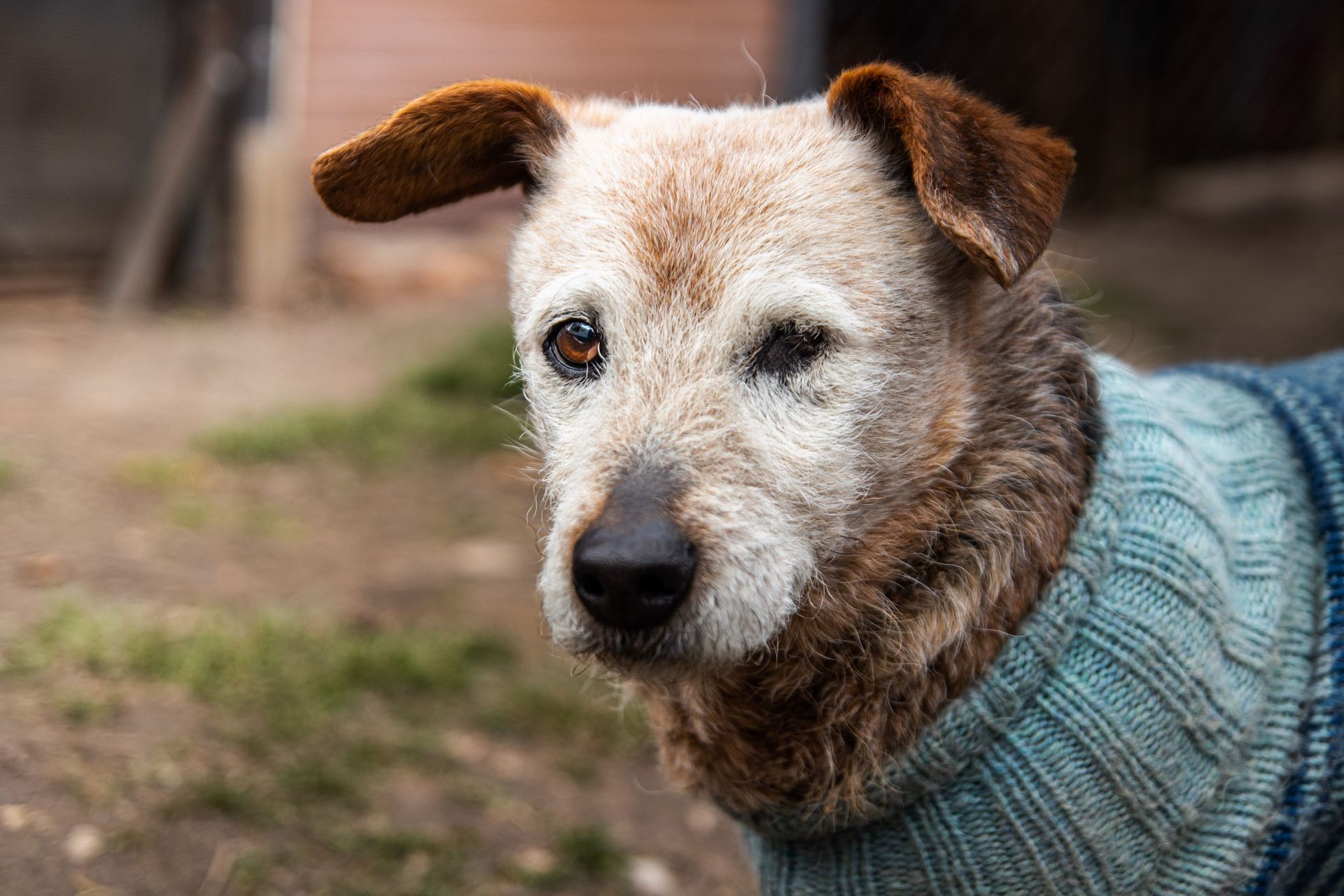 Woman with curly hair smiles, sits next to brown and white dog in front of a brick wall.