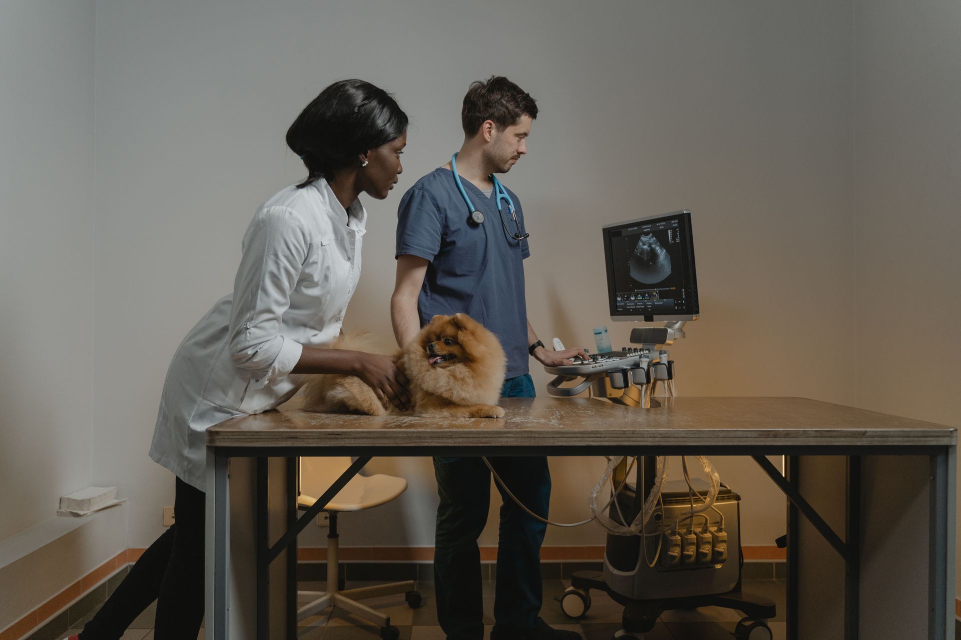 Veterinarian in blue scrubs holds two small dogs in a clinic setting, smiling.