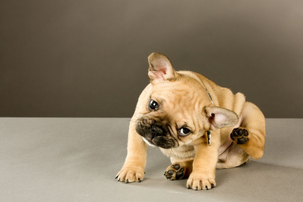 Tan French Bulldog Puppy Scratching Its Ear — Canine Training School in Trinity Park, QLD