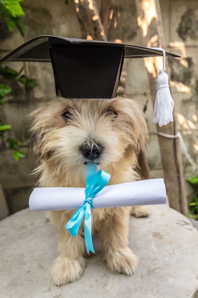 Dog Wearing Graduation Cap — Canine Training School in Trinity Park, QLD