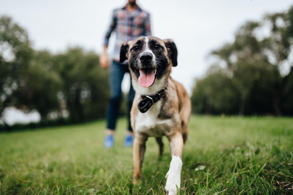 Dog With Brown and White Fur Walks Toward the Camera — Canine Training School in Trinity Park, QLD