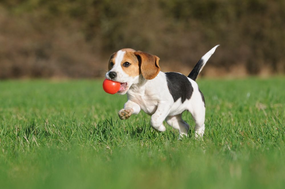 Beagle Puppy Running on Green Grass — Canine Training School in Trinity Park, QLD