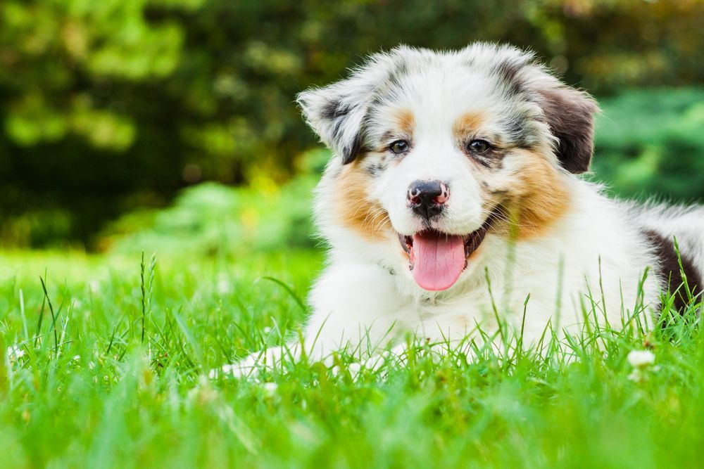 A Happy, Blue Merle Australian Shepherd Puppy Lies in the Grass — Canine Training School in Trinity Park, QLD