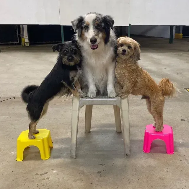 Three dogs on small stools: one seated, two standing with front paws up.