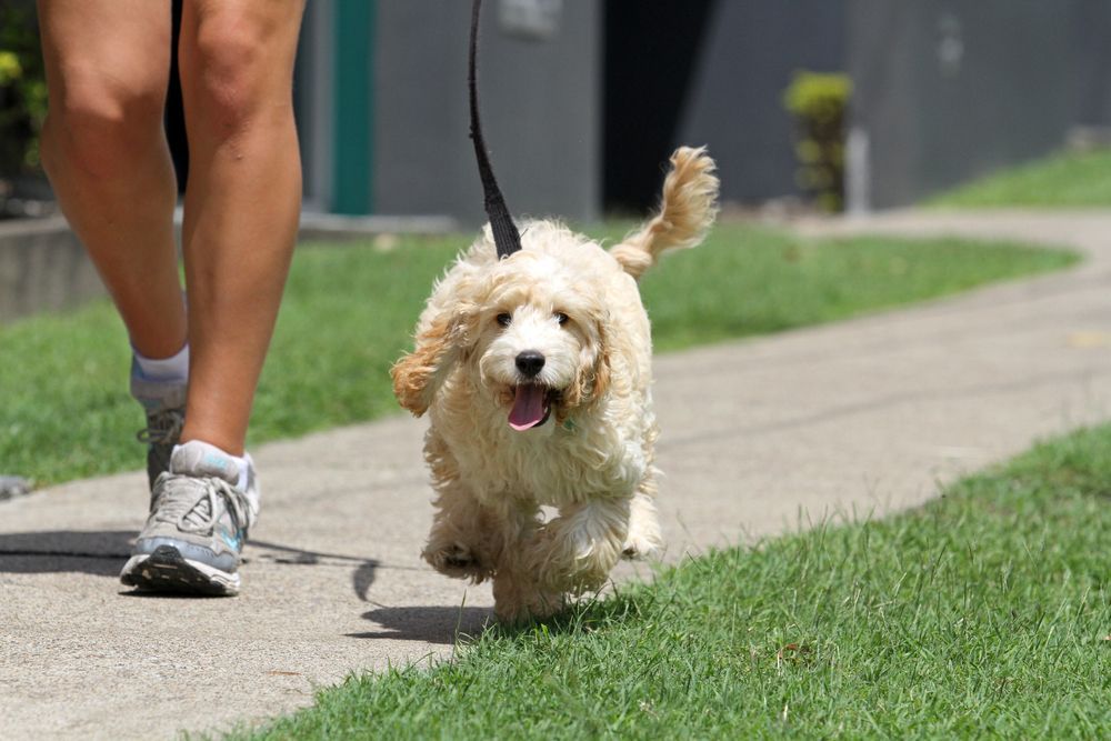 A Tan Poodle on a Leash Runs Happily Along a Sidewalk — Canine Training School in Atherton Tablelands, QLD