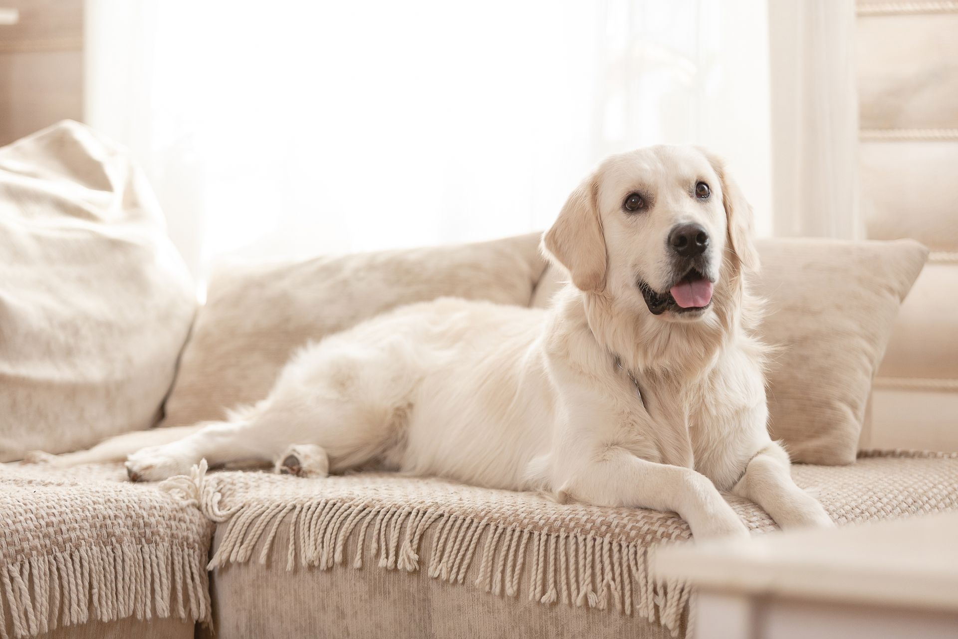 Golden Retriever Dog Relaxed on a Beige Couch — Canine Training School in Trinity Park, QLD