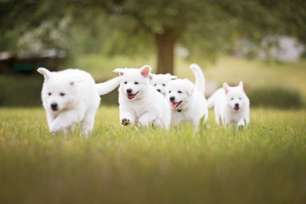 Five White Puppies Running Through Green Grass — Canine Training School in Trinity Park, QLD