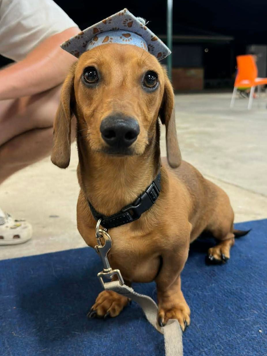 Brown dachshund dog wearing a graduation cap, looking at the camera.
