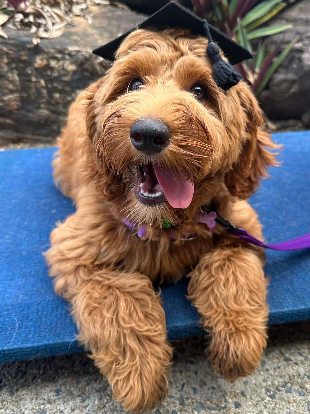 Golden Doodle Puppy Wearing a Graduation Cap — Canine Training School in Gordonvale, QLD
