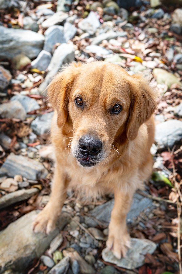 Golden retriever sits among rocks, gazing at the viewer.— Canine Training School in Trinity Park, QLD