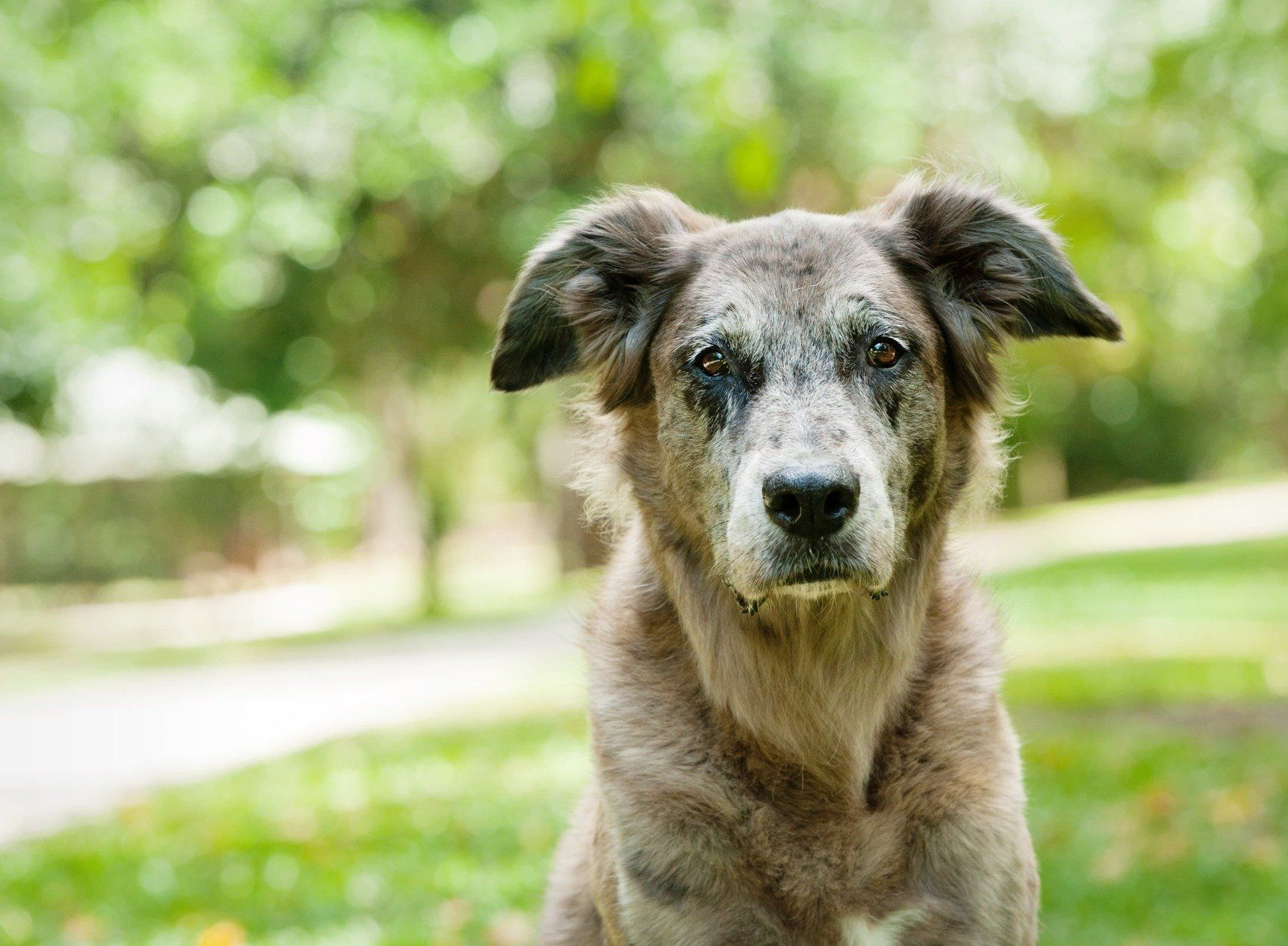 Dog With Gray Fur and Kind Eyes in a Park — Canine Training School in Trinity Park, QLD