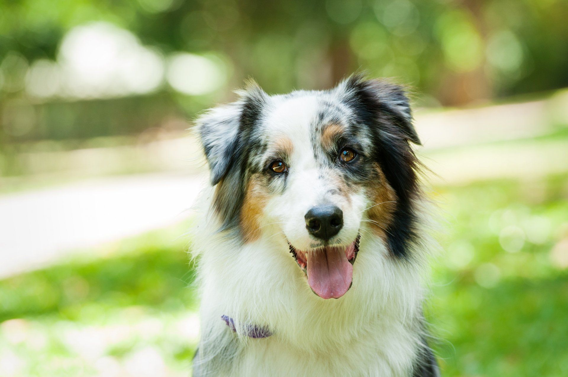 Australian Shepherd With Blue Merle Coat Smiles in a Grassy Outdoor Setting — Canine Training School in Trinity Park, QLD