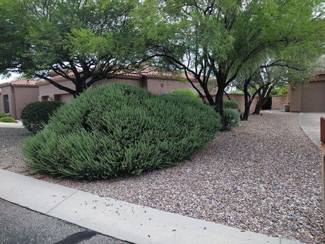 front yard trees and bushes