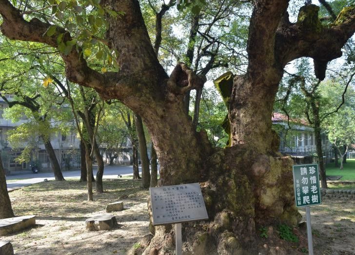 公園裡高大的樹幹，旁邊有資訊牌，背景是圍欄。