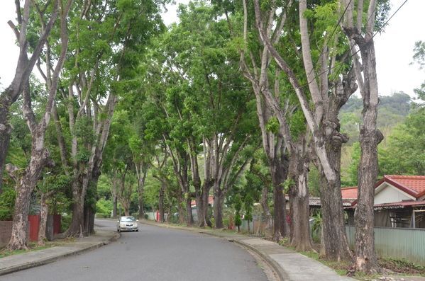 陰天，一條綠樹成蔭的道路旁，一輛白色轎車駛過一棟房屋。