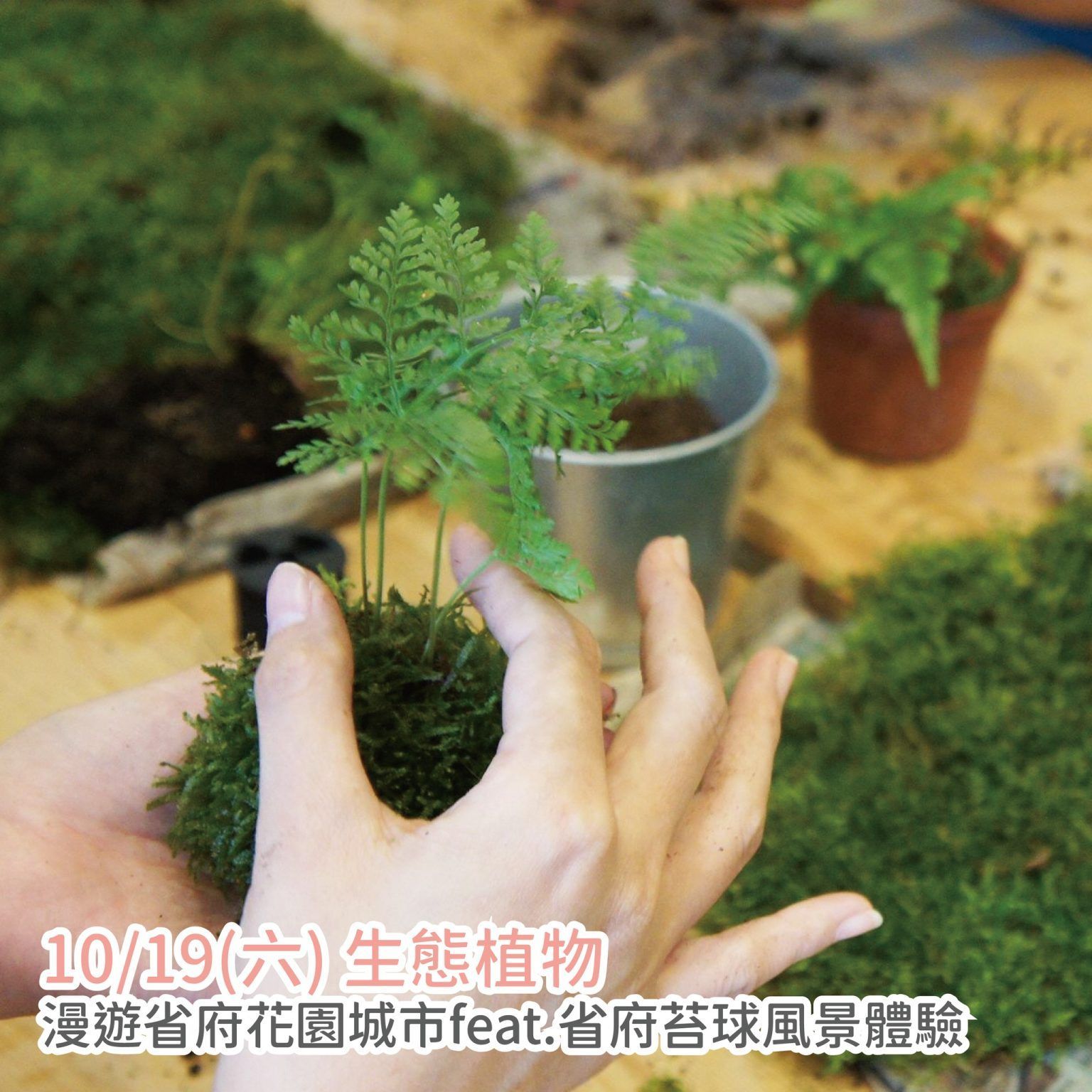 在一次生態瓶工作坊上,工作人員正在將一株小蕨類植物栽種在擺放在桌上的苔蘚中,桌上還有盆栽植物。