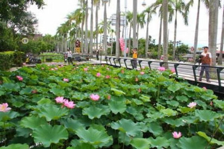 棕櫚樹環繞的公園步道旁,蓮花池裡開滿了粉紅色的蓮花。