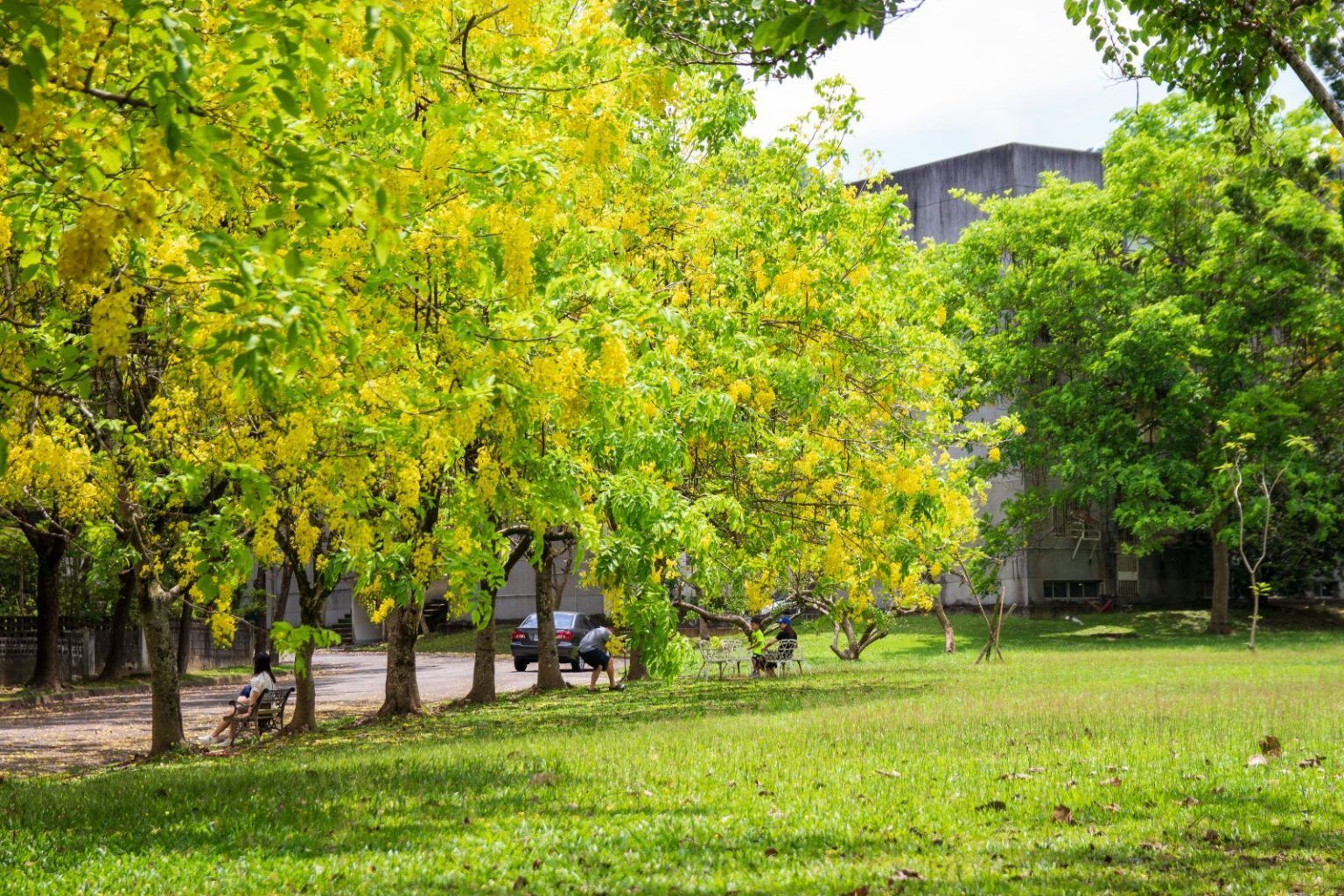 陽光明媚的公園,綠草茵茵,秋樹金黃,遠處可見一棟建築。
