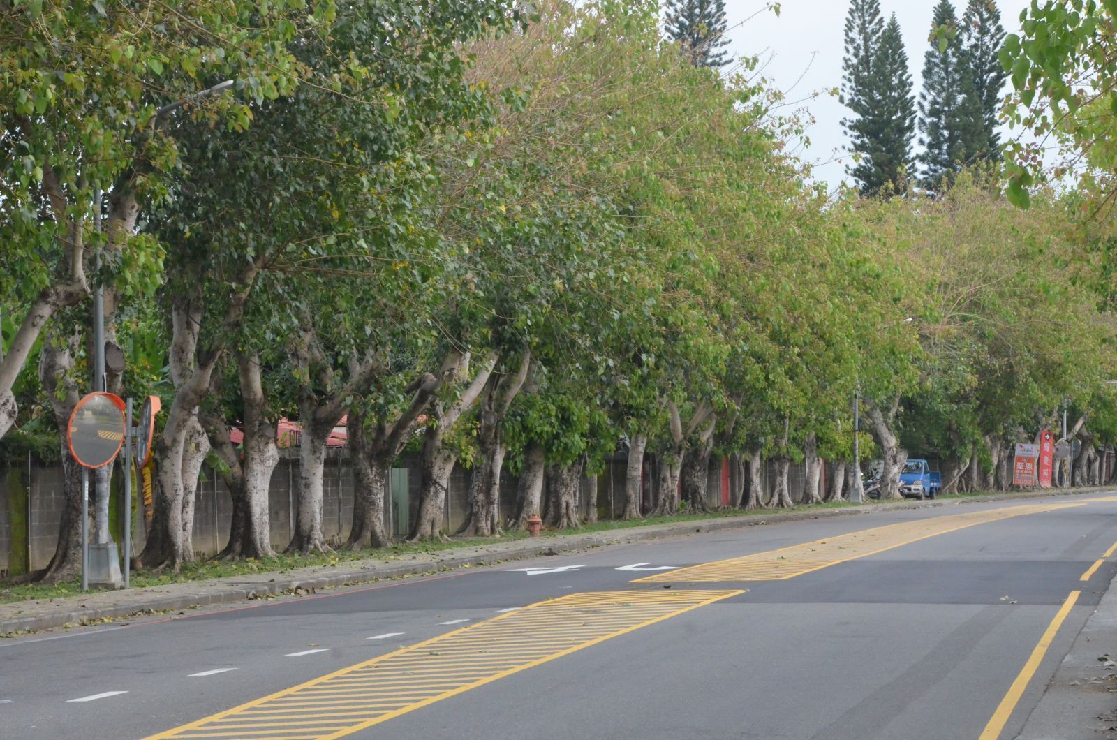 在陽光明媚的日子裡,綠樹成蔭的道路,黃色標線清晰可見,人行道上靜謐無聲。