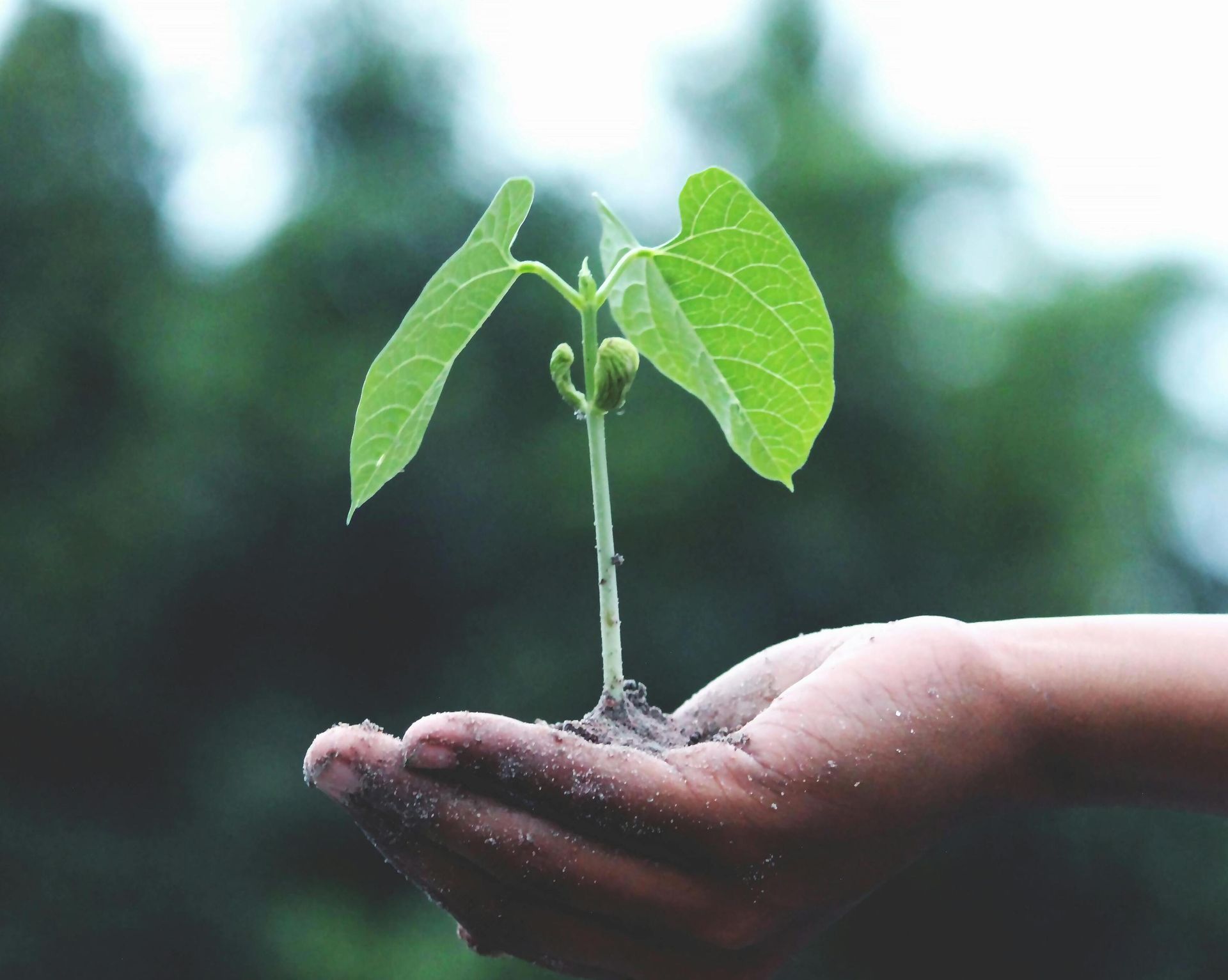 Mão de uma  pessoa segurando uma planta