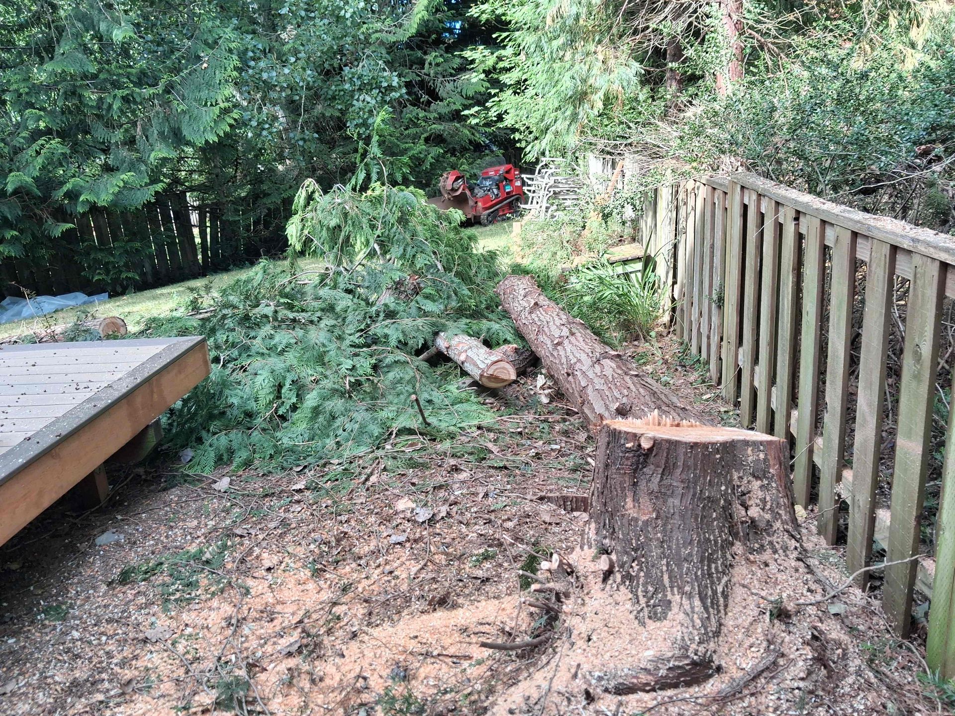 Backyard path with a cut tree stump, fallen log, wooden fence, and dense greenery