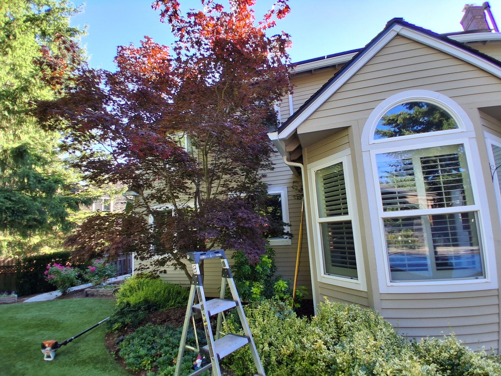 Ladder in a front yard beside a house with an arched window and red-leaf tree