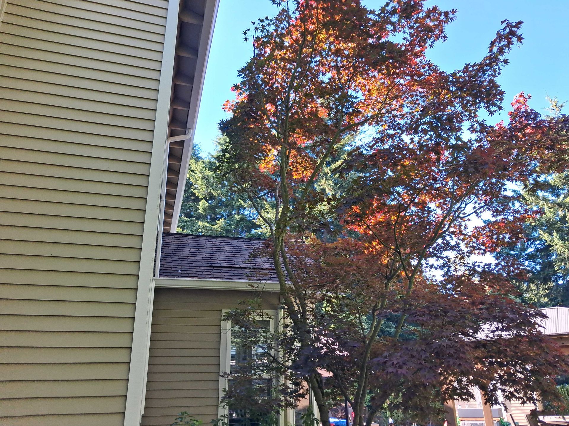 House exterior with beige siding and a tree with red-orange leaves against a blue sky