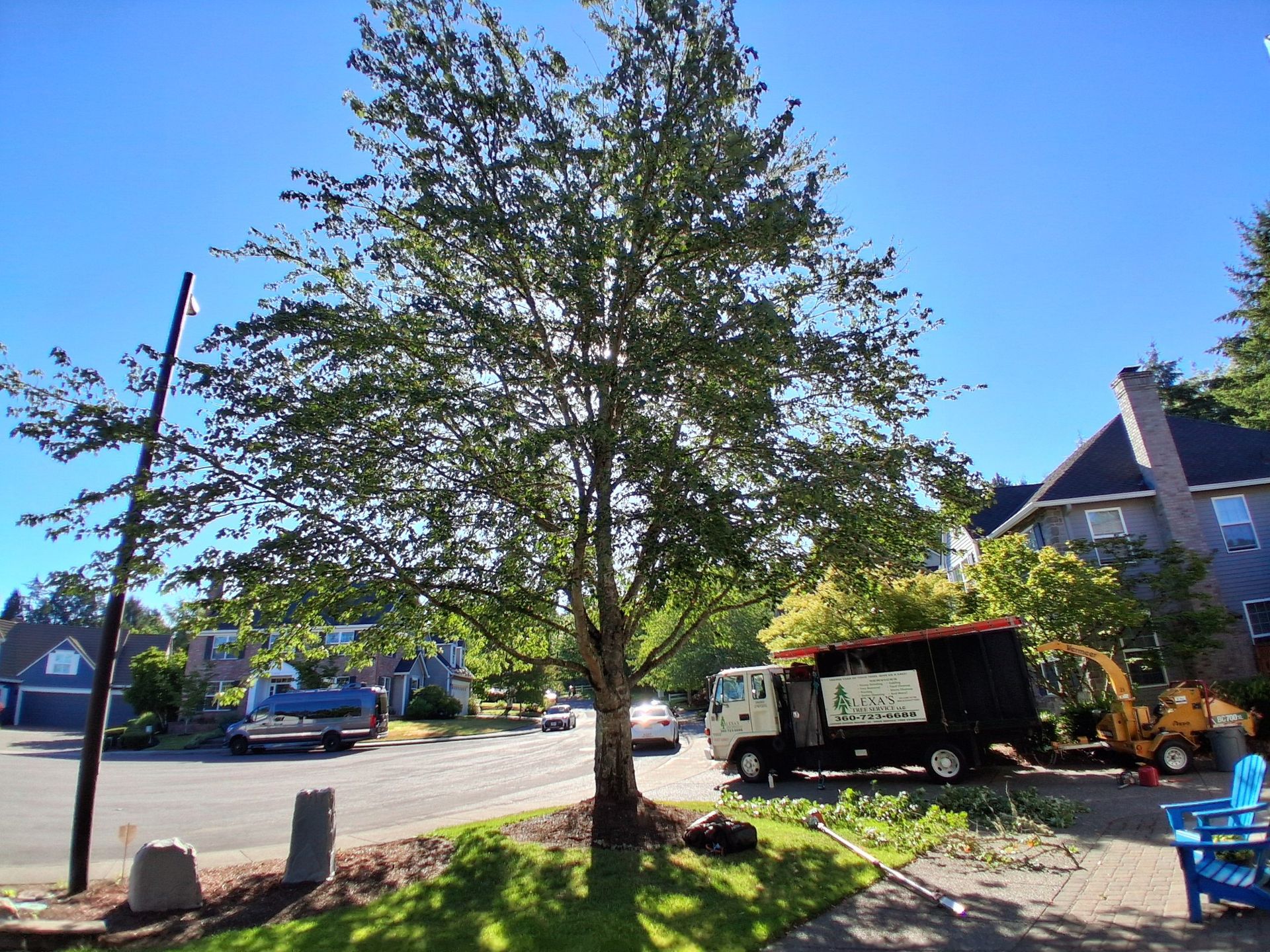 Residential street with a large tree, parked vehicles, and a house in bright sunlight