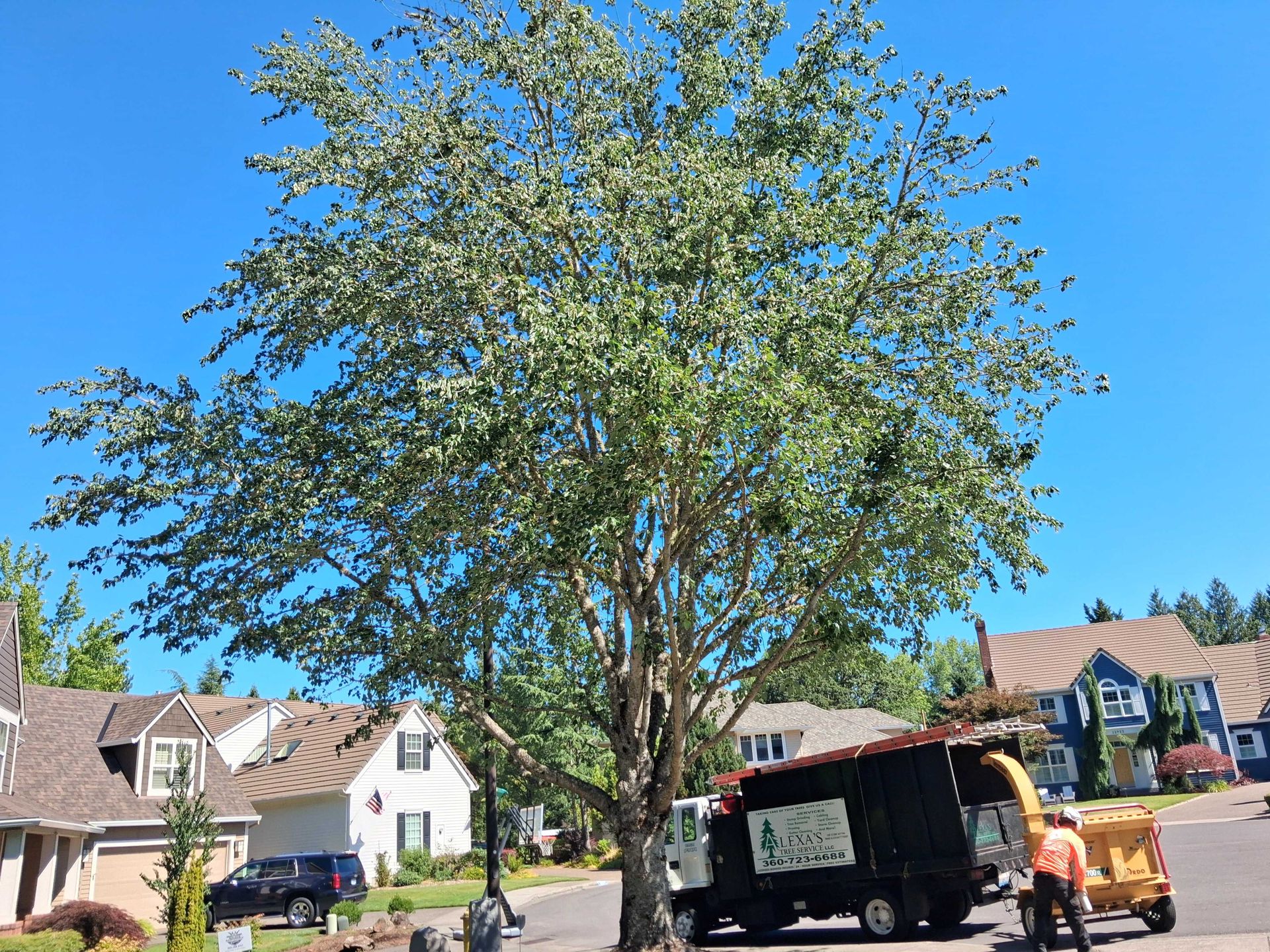 Tree in front yard with houses and a black utility truck on a sunny residential street.